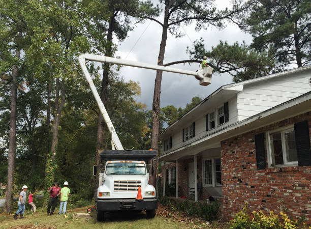 Best Storm Damage Tree Cleanup  in West Long Branch, NJ