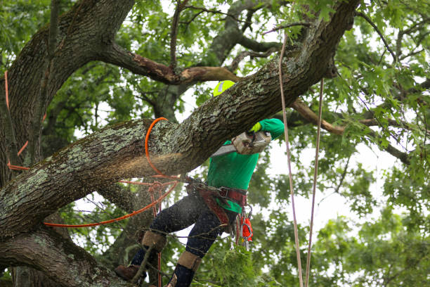 Best Tree Removal  in West Long Branch, NJ